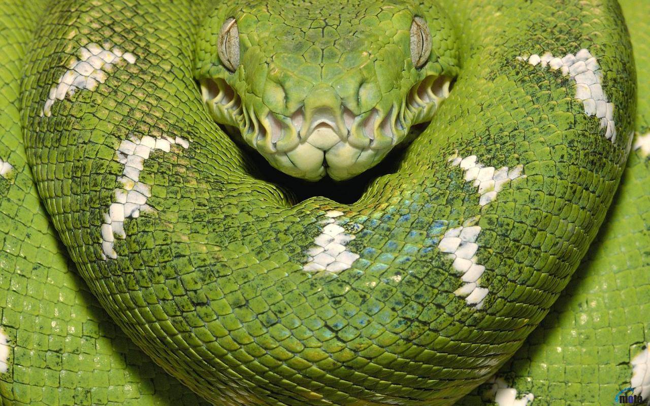 Serpents Emerald Tree Boa