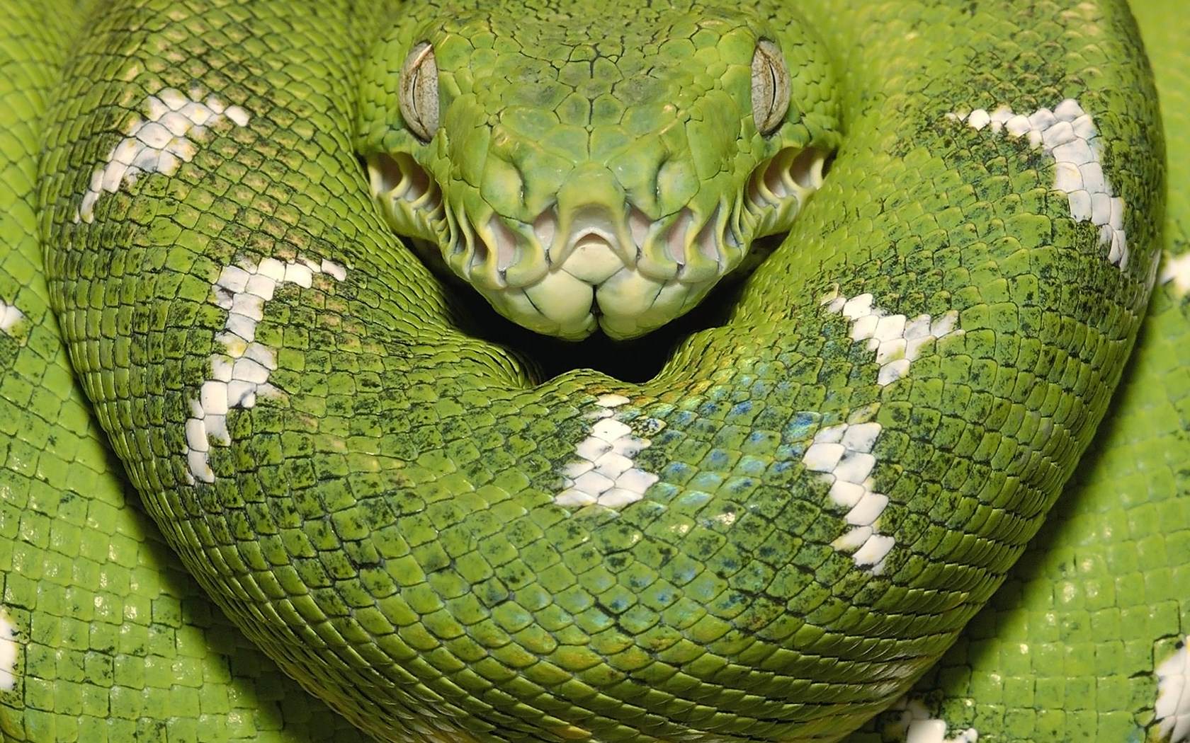 Serpents Boa esmeralda