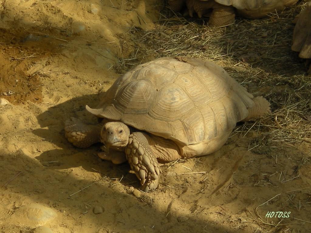 Tortues Tortue