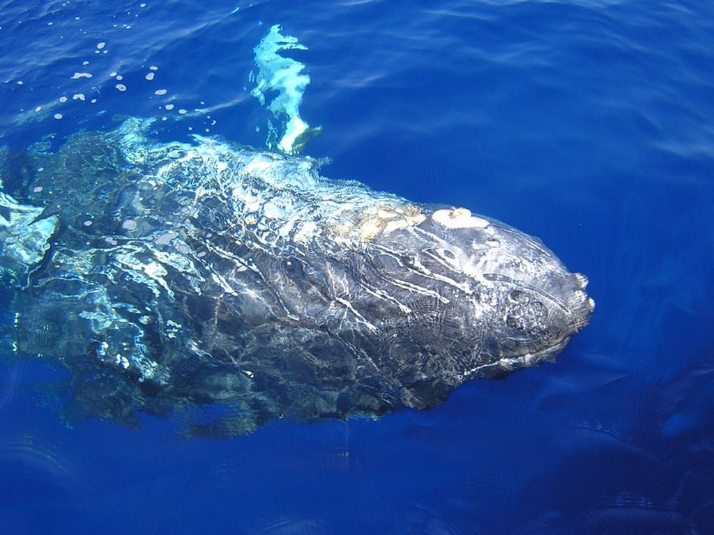 Baleines et Cachalots baleine