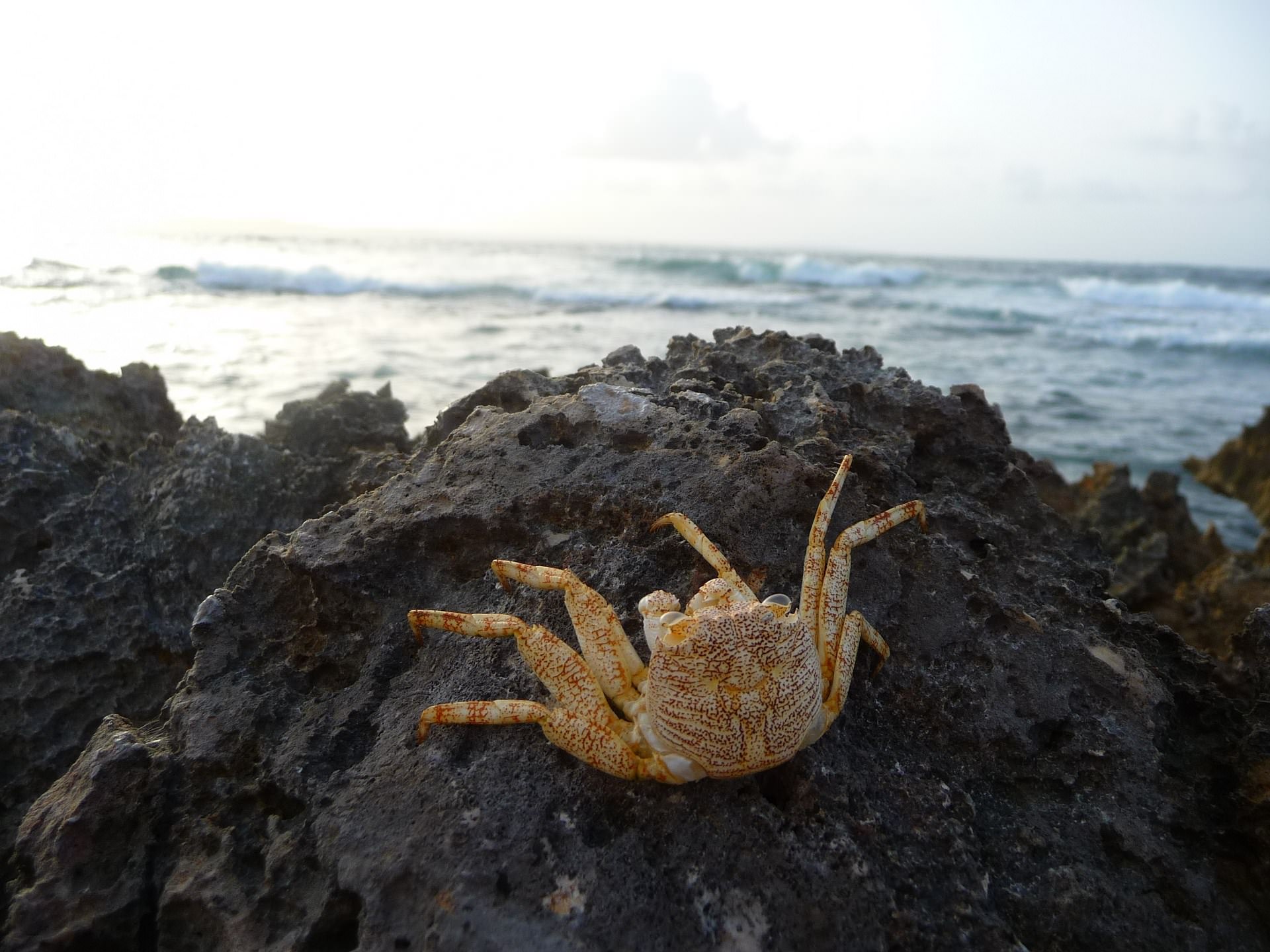 Crustaces Crabe ( Guadeloupe )