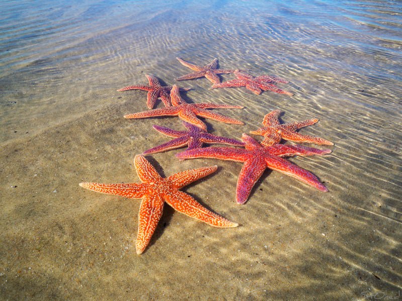 Etoiles de mer étoile de mer