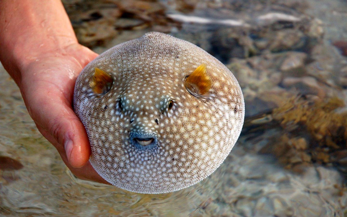 Poissons Poisson ballon