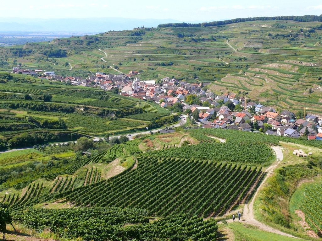 Vignes et Vignobles vignoble dans le Kaisersthul (D)