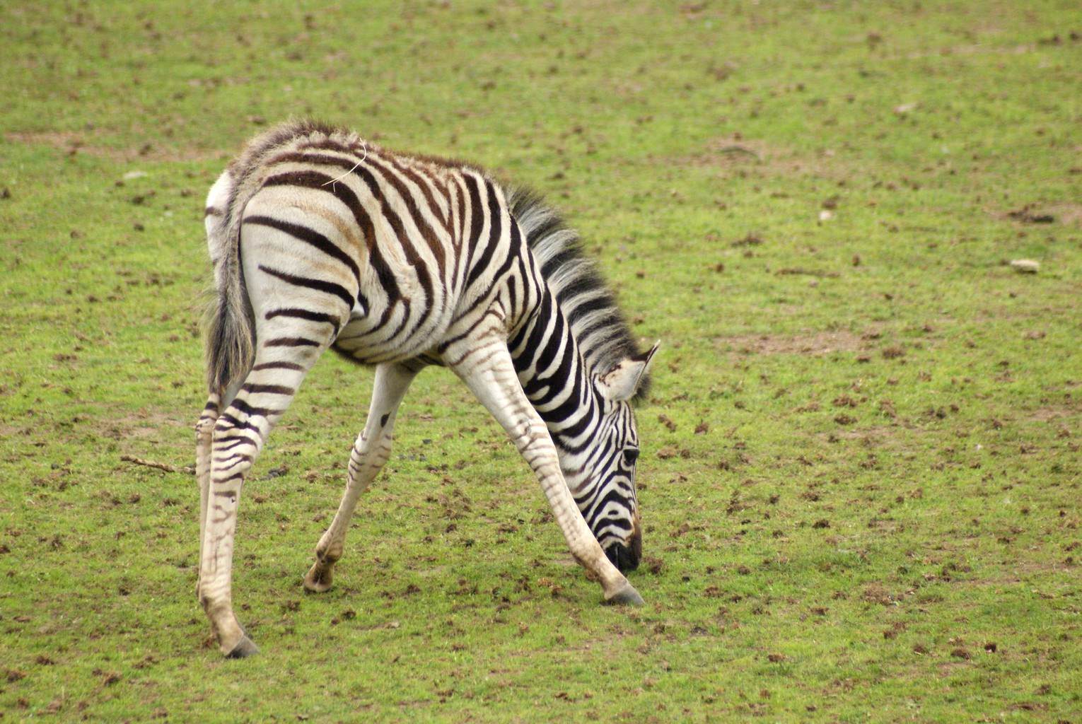 Zebres Le zebre