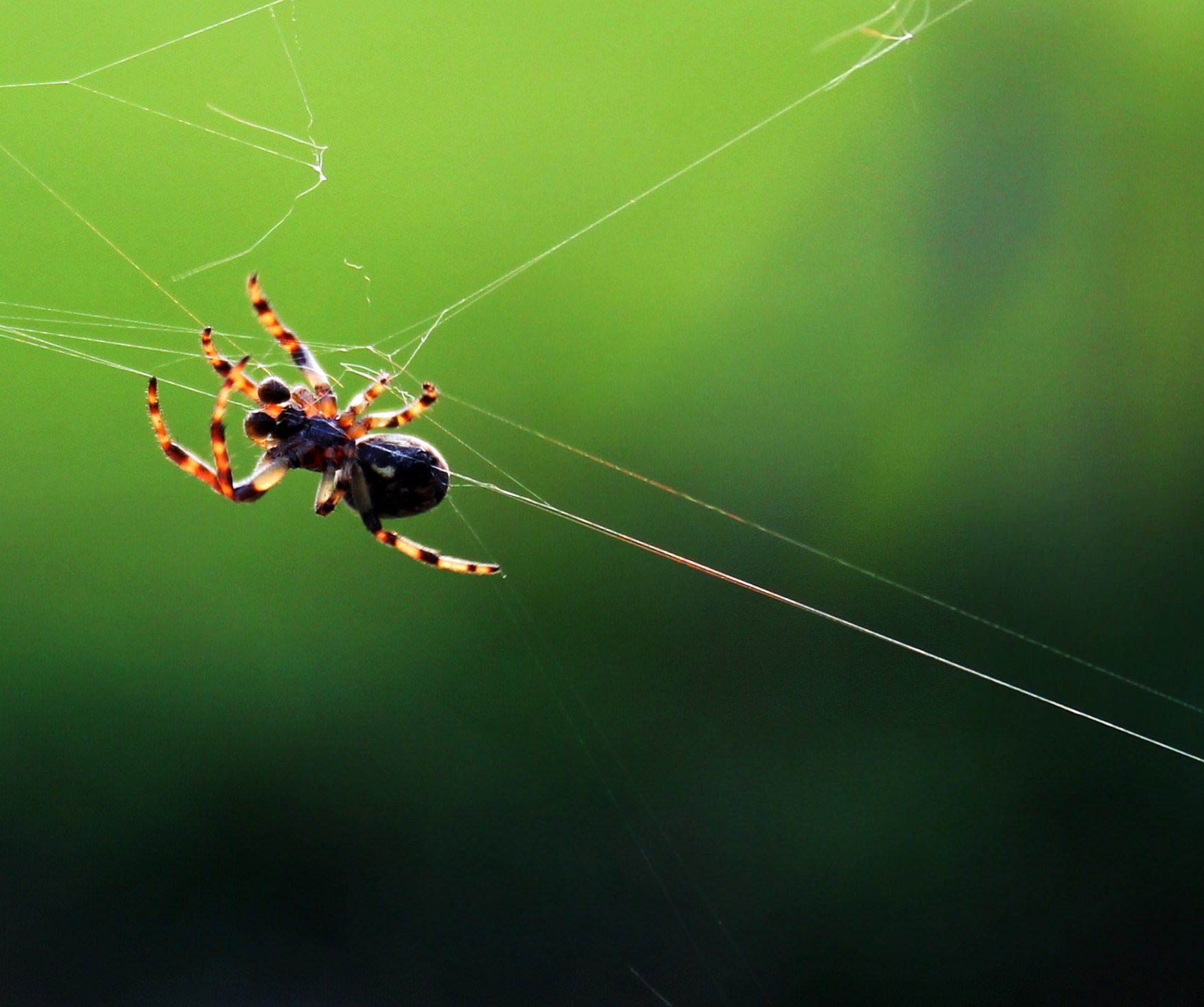Araignees Macro Spider