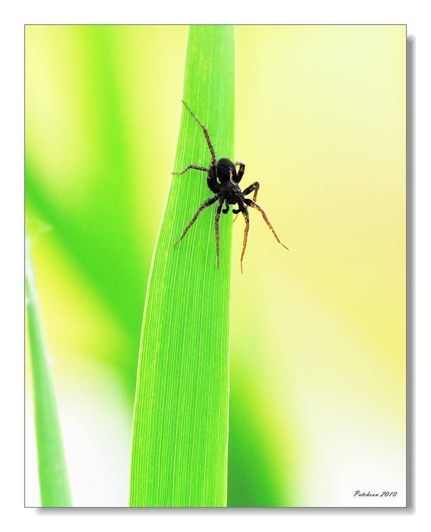 Araignees Spider
