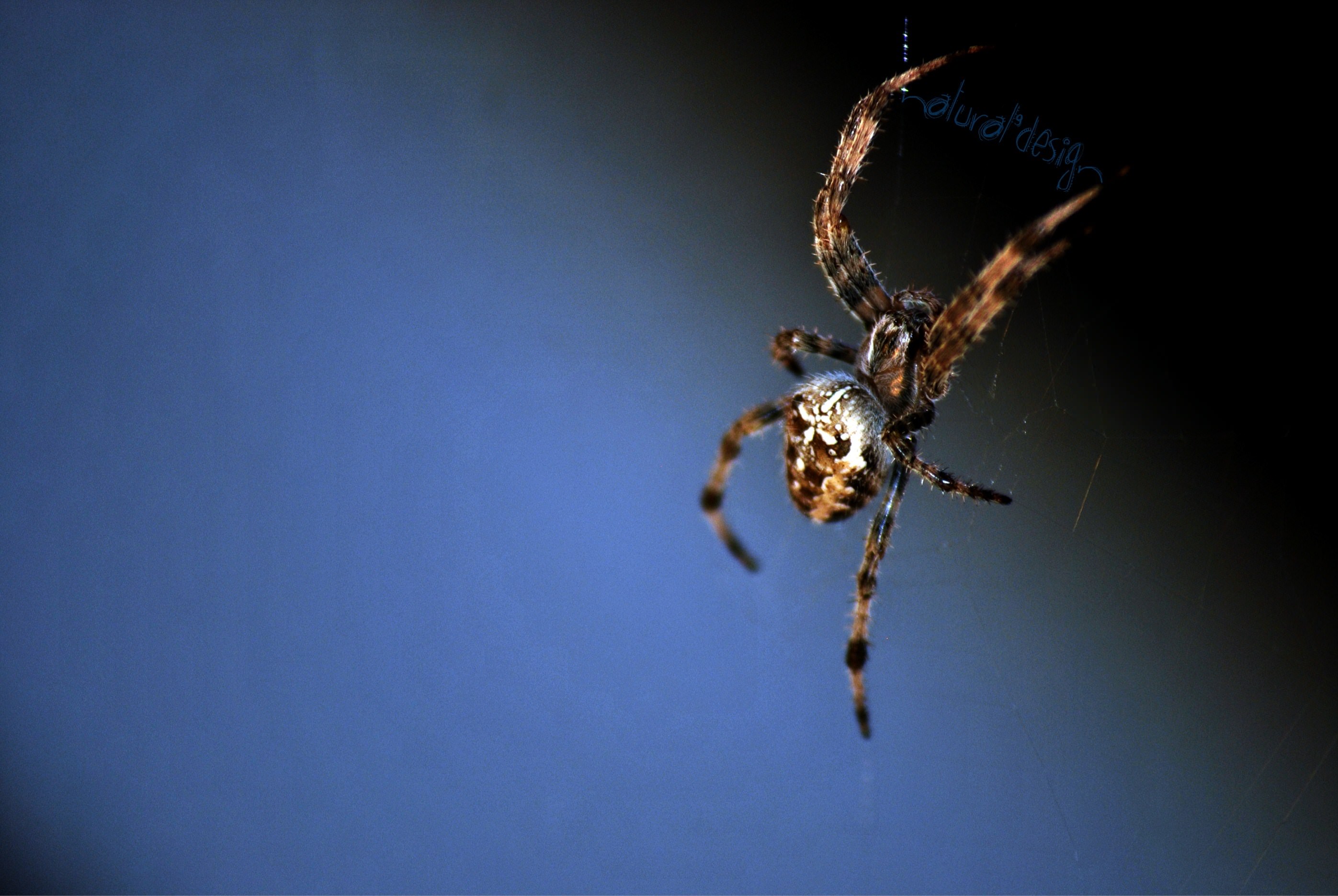 Araignees Spider'Graf           ;-)