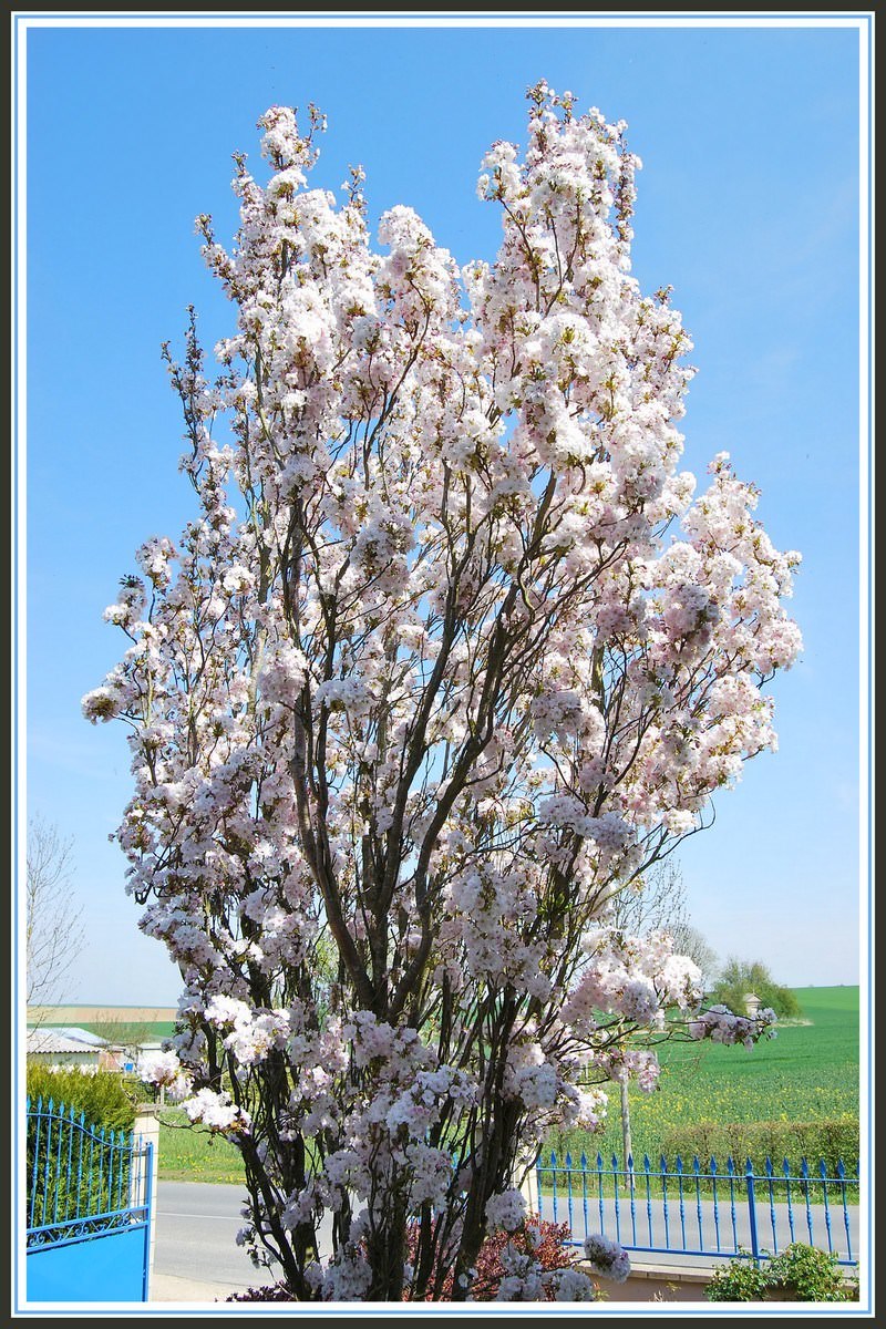 Arbres et Forets Prunus en fleurs