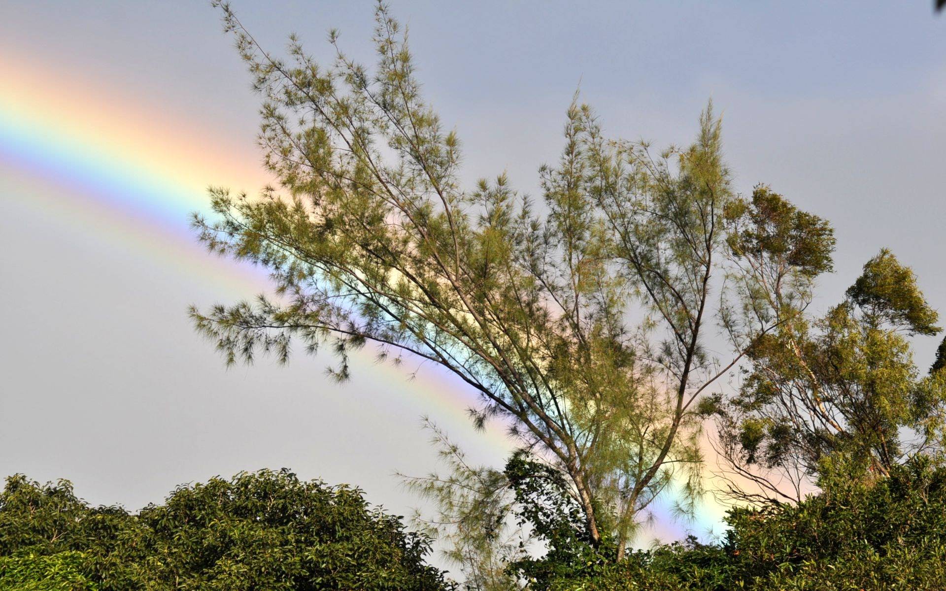 Arcs en ciel En transparence