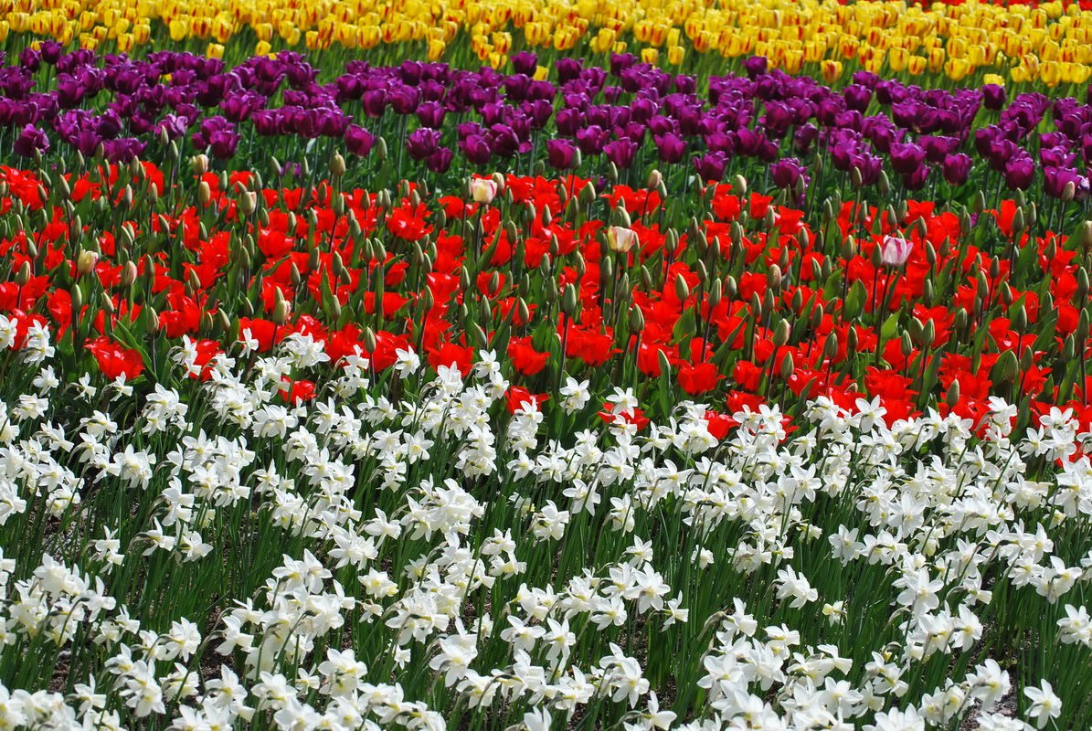 Champs et Prairies champs de tulipes 2