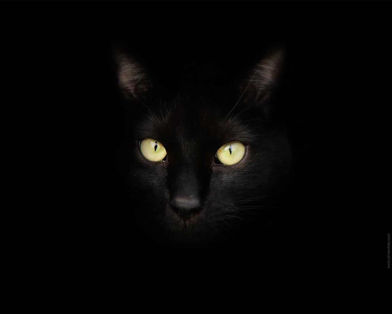 Chats Sirius Black le Chat Noir