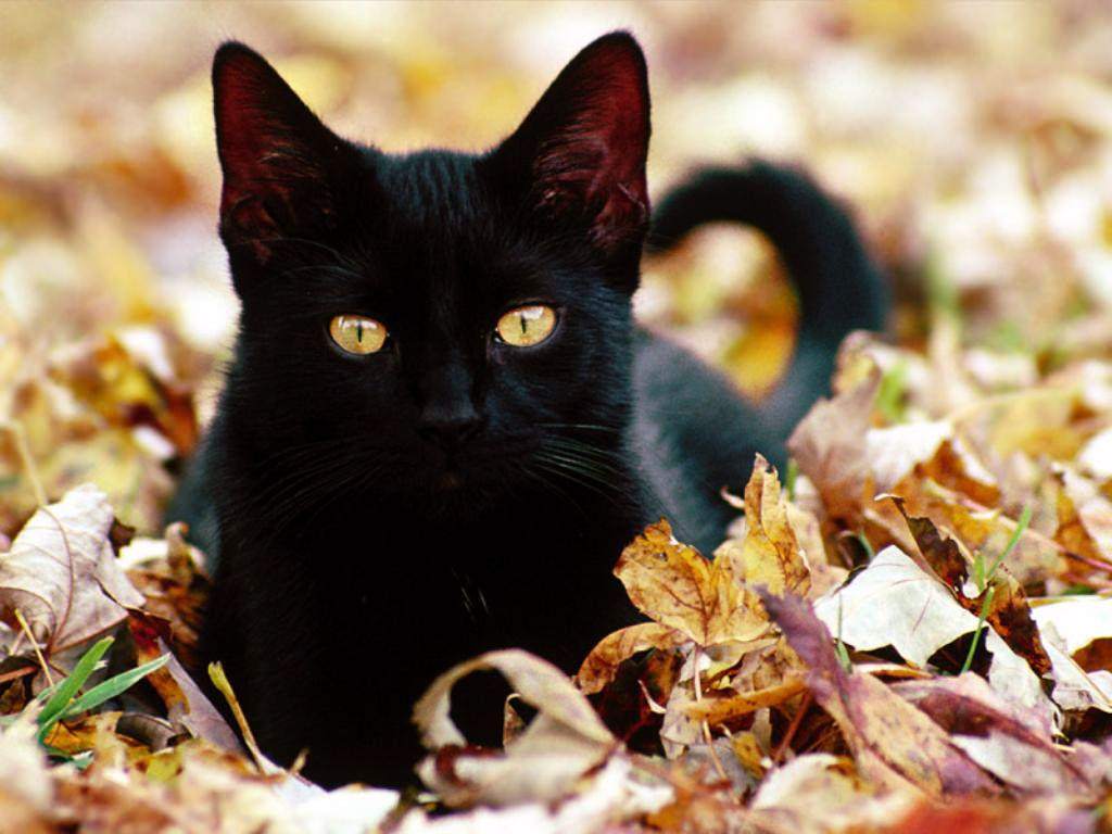 Chats Black Cat