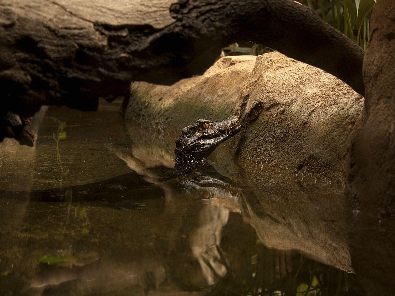 Crocodiles et Alligators Zoo Barcelone