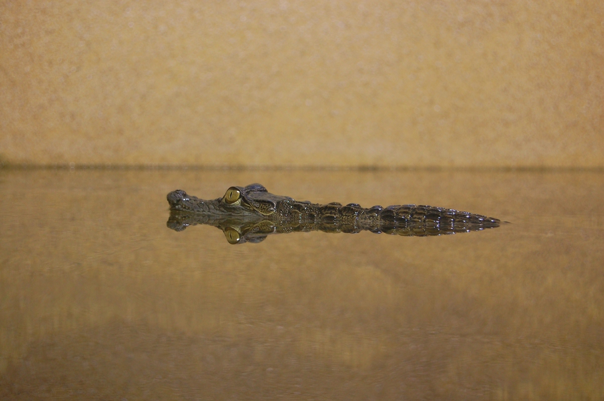 Crocodiles et Alligators bébé crocodile