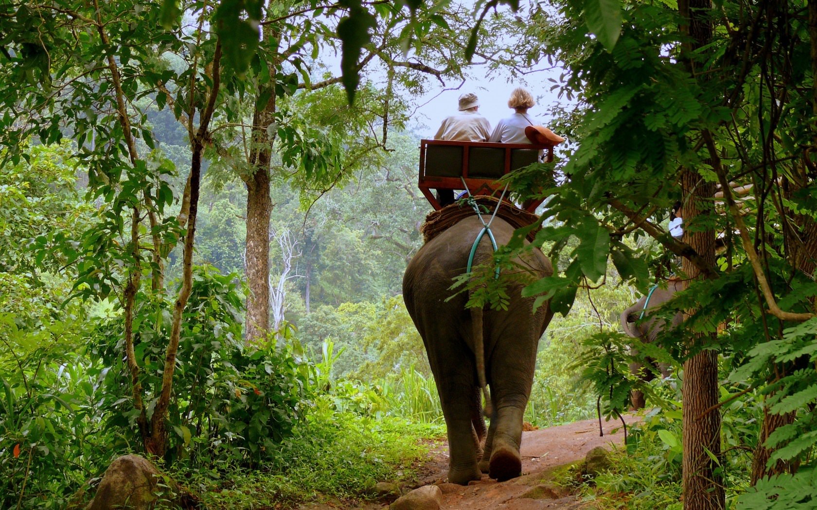Elephants Elephant Ride