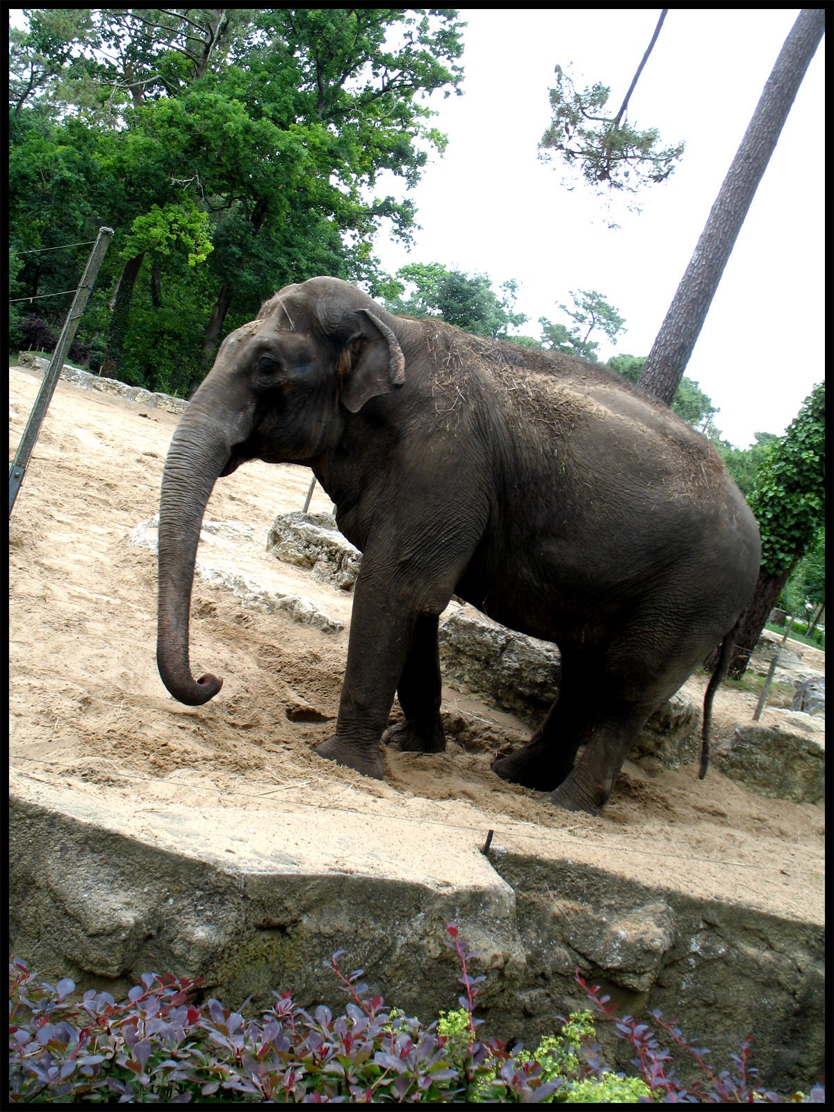 Elephants Elephant