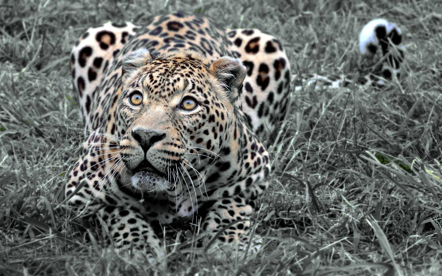 Jaguars attente