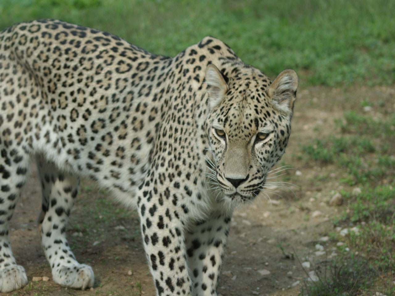 Leopards Wallpaper N°256618