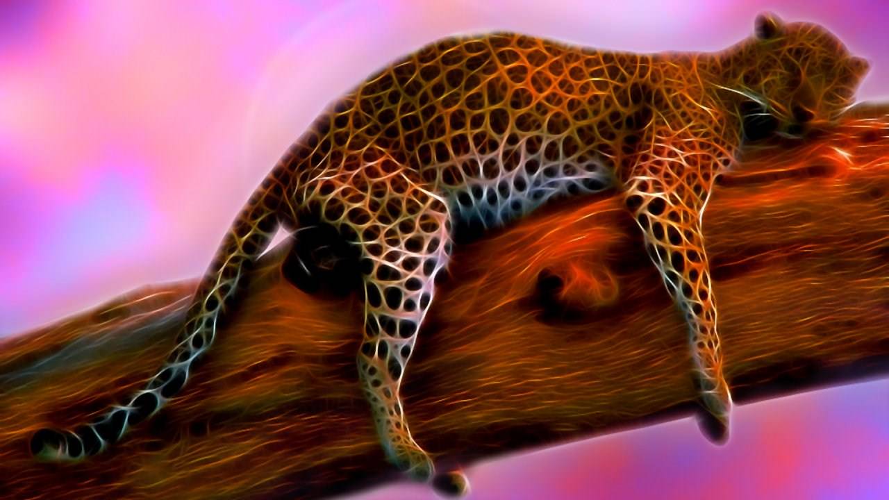 Leopards revu d'un coup de coeur