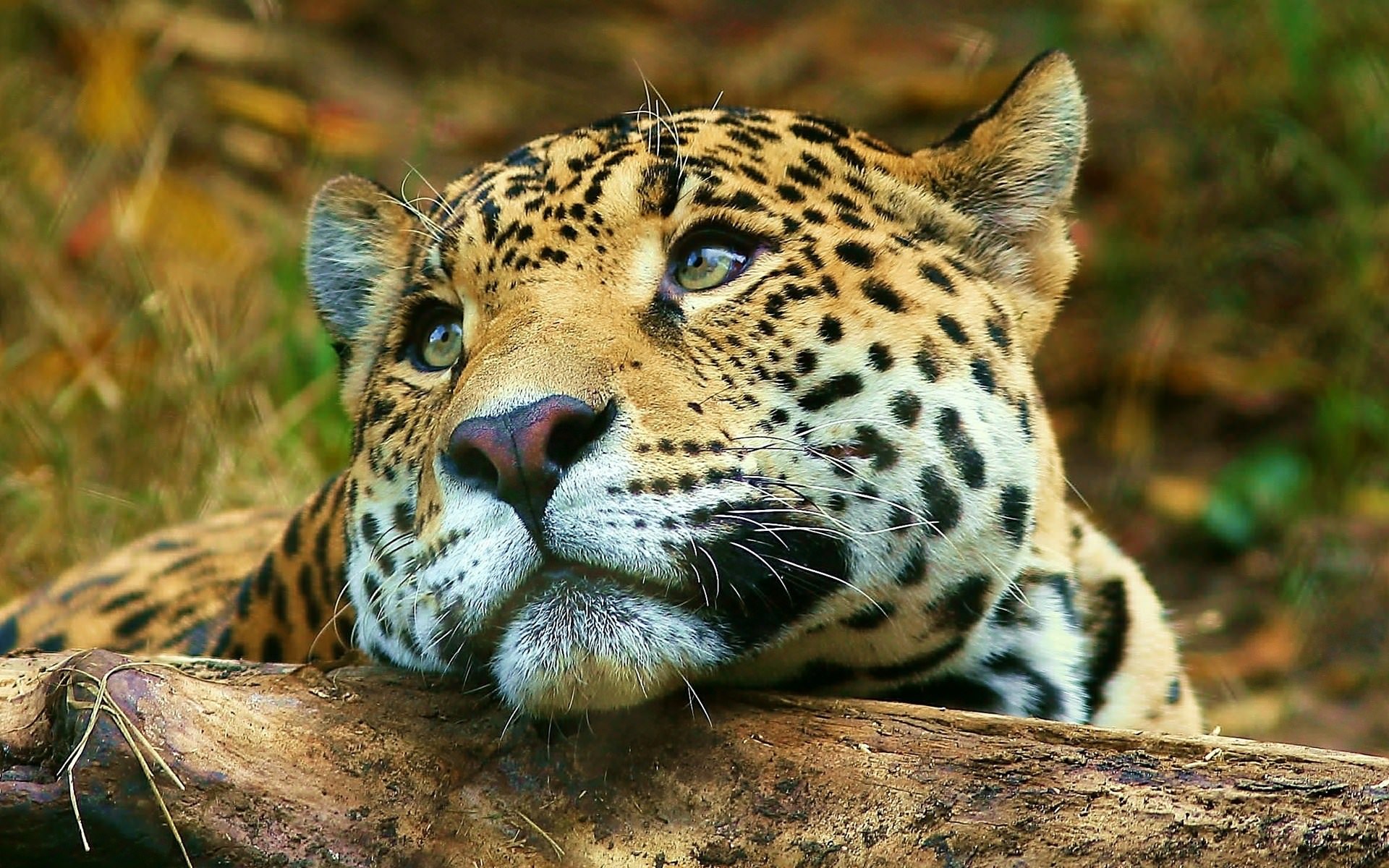Leopards regard
