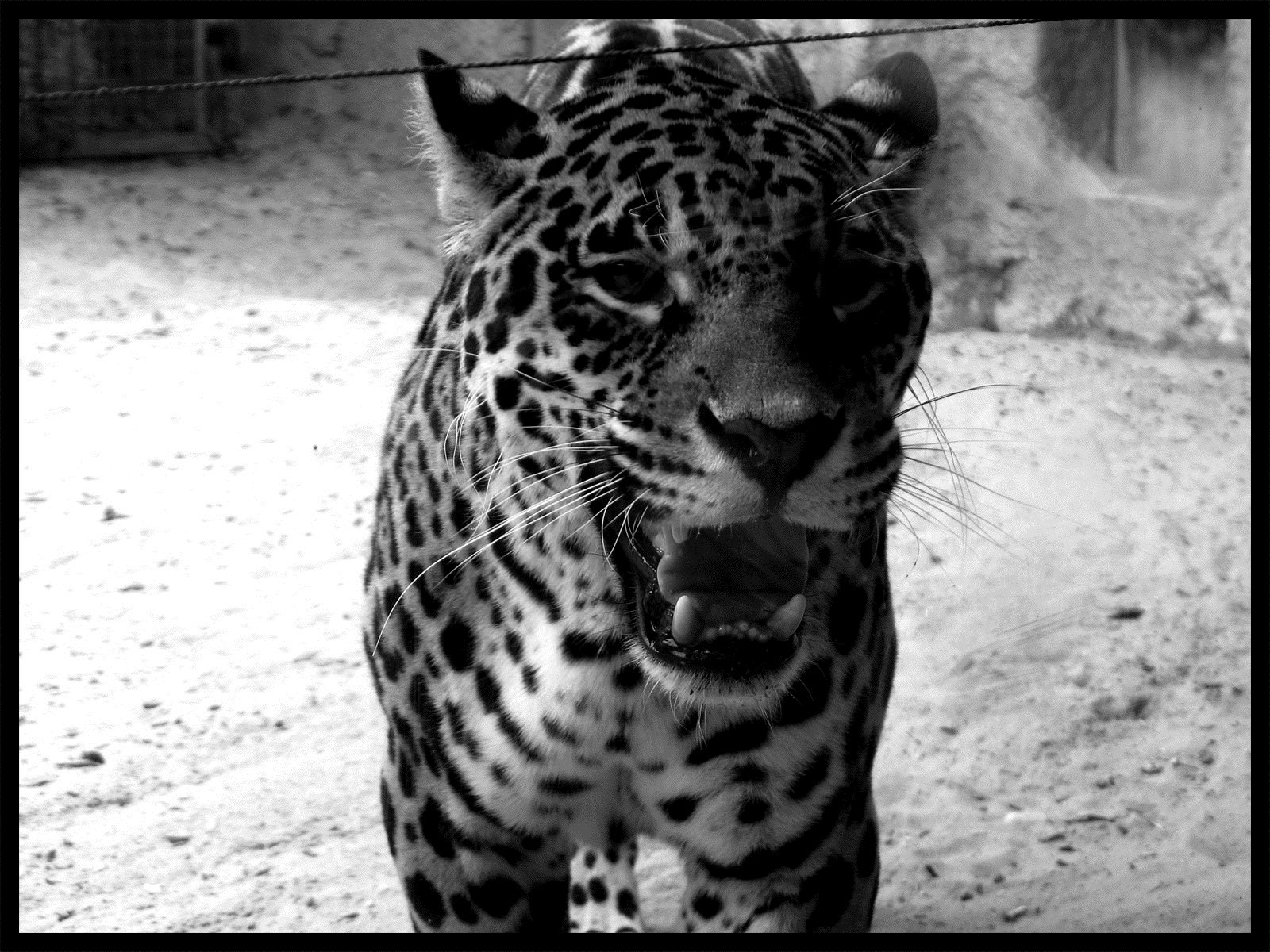Leopards Léopards
