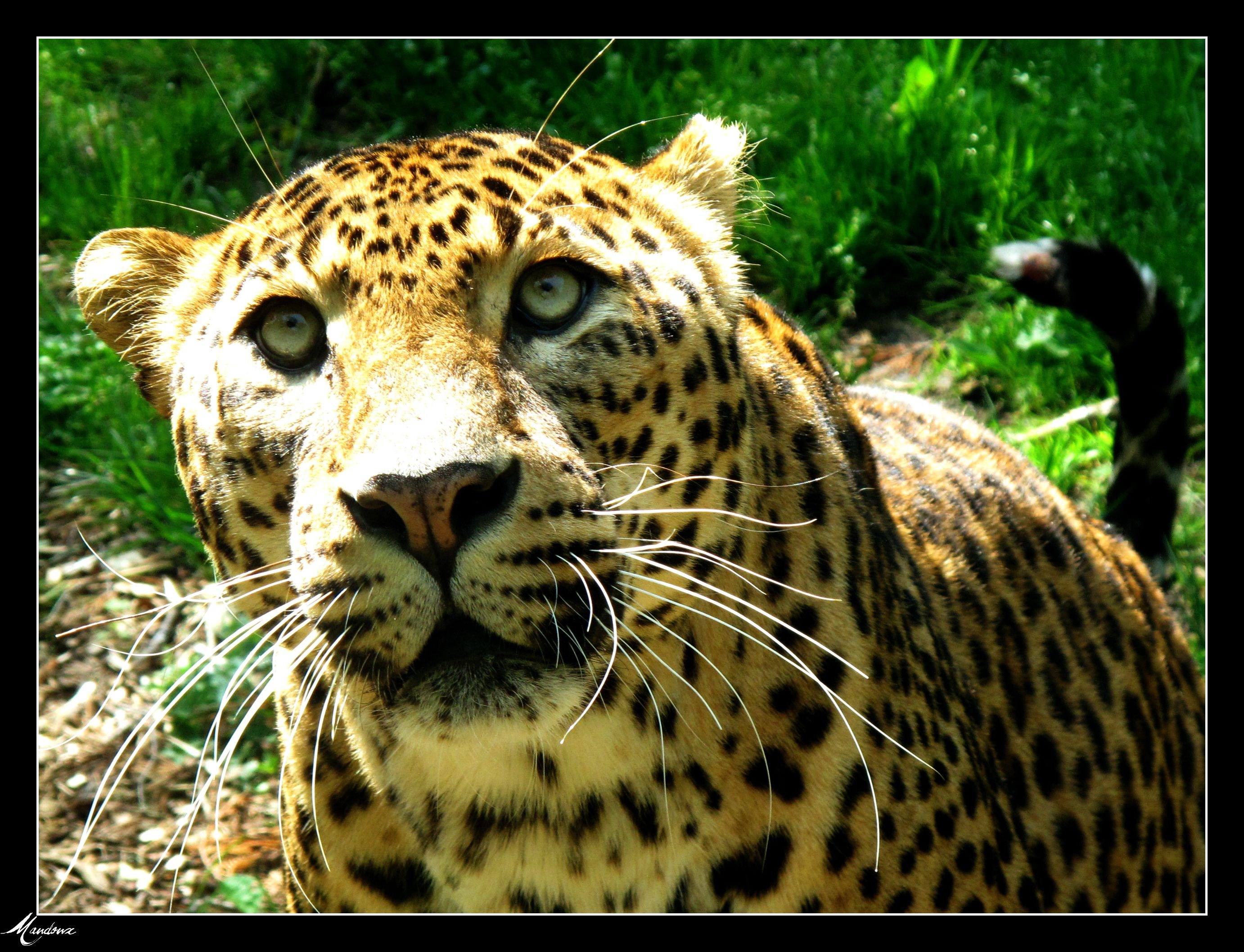 Leopards Couleur velours.