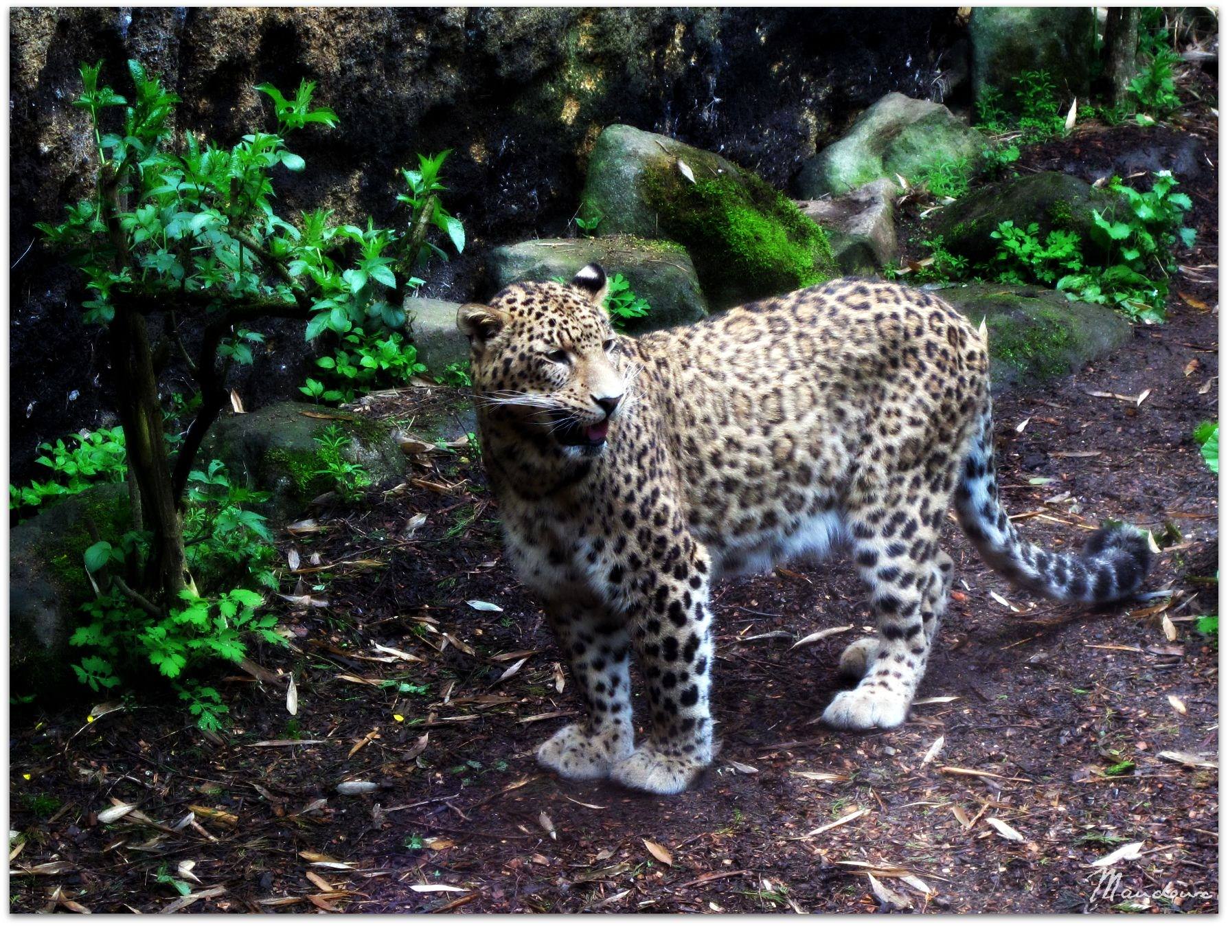 Leopards Velouté/