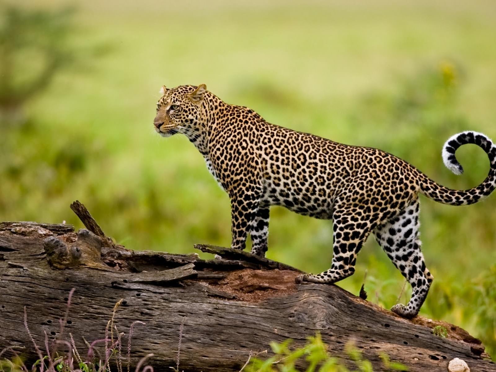 Leopards La force par nature