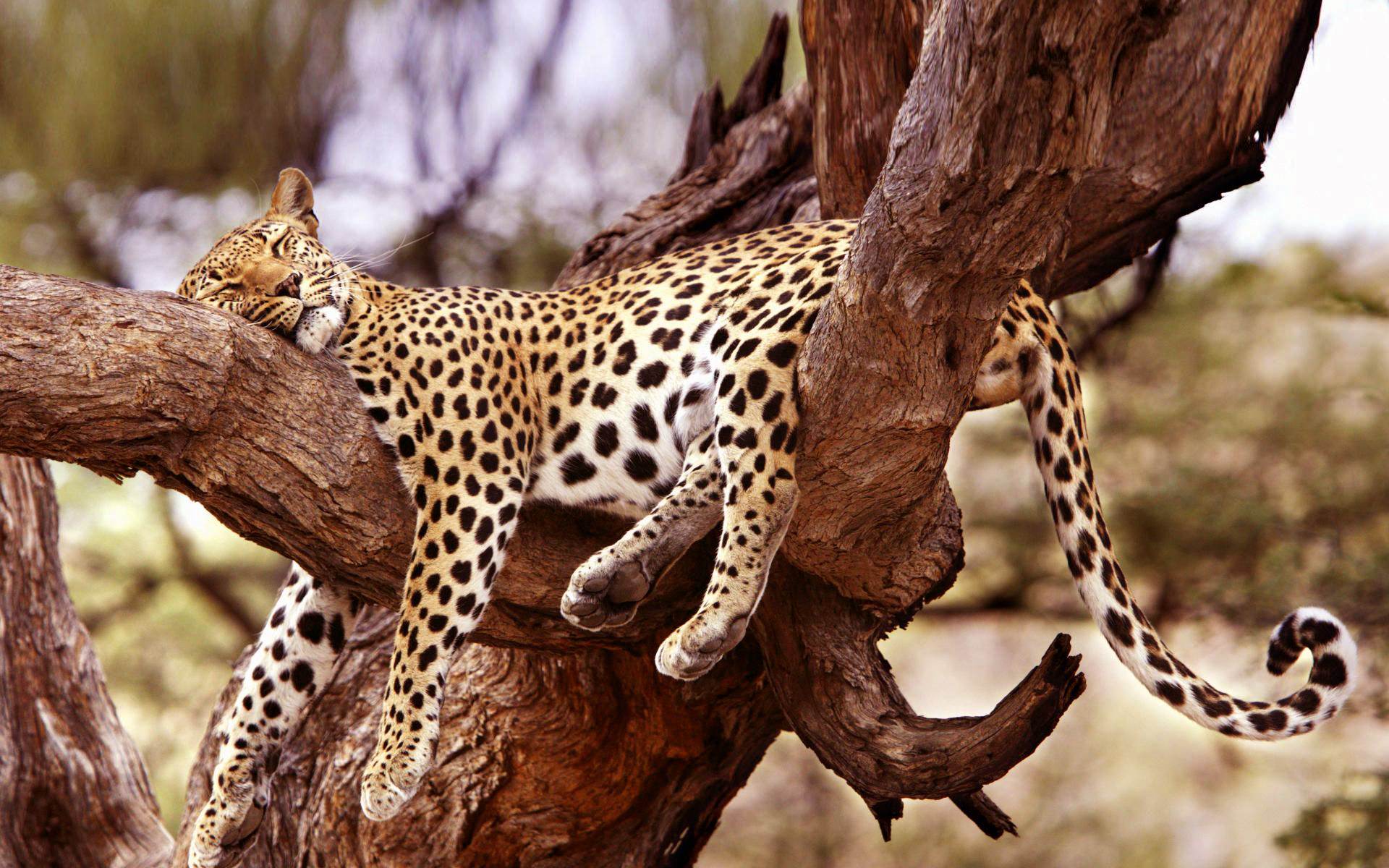 Leopards sweet dreams  big cat