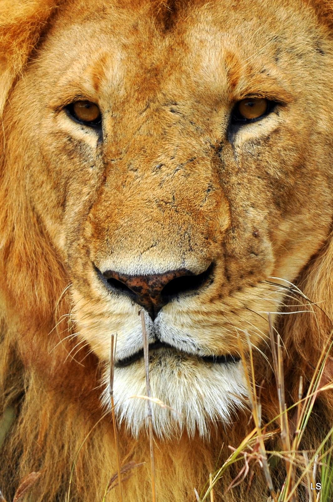 Lions Le roi des animaux