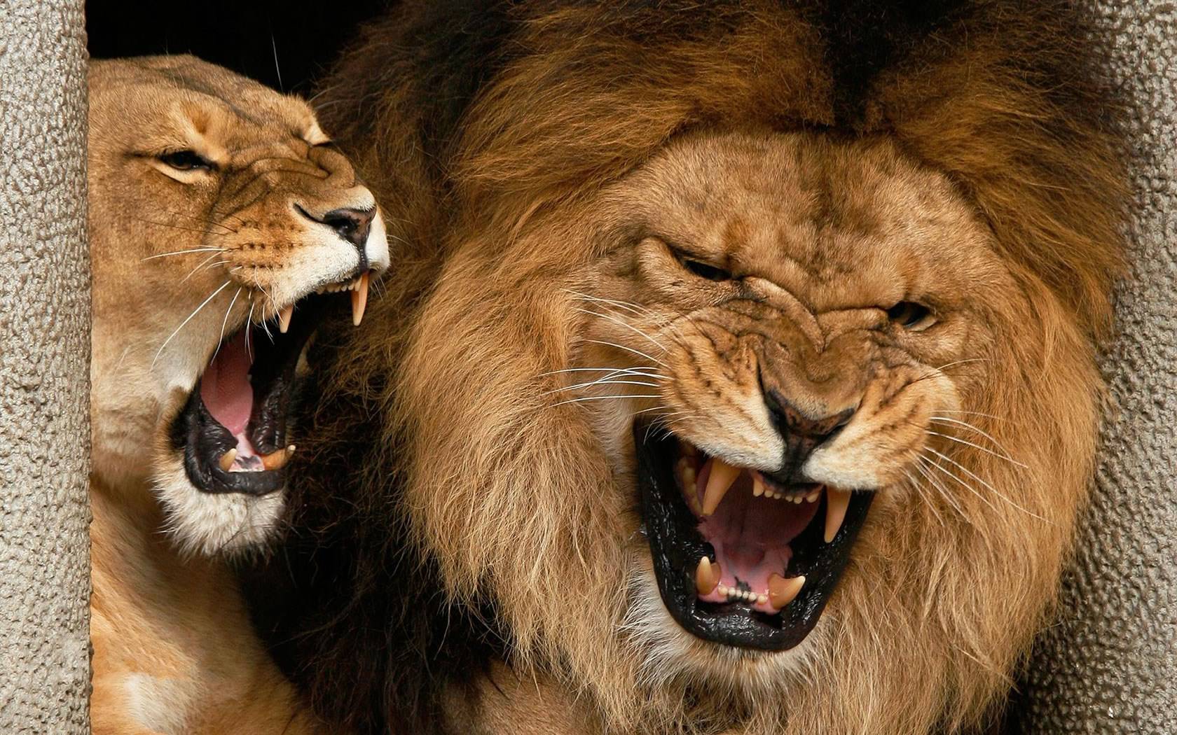 Lions Lions