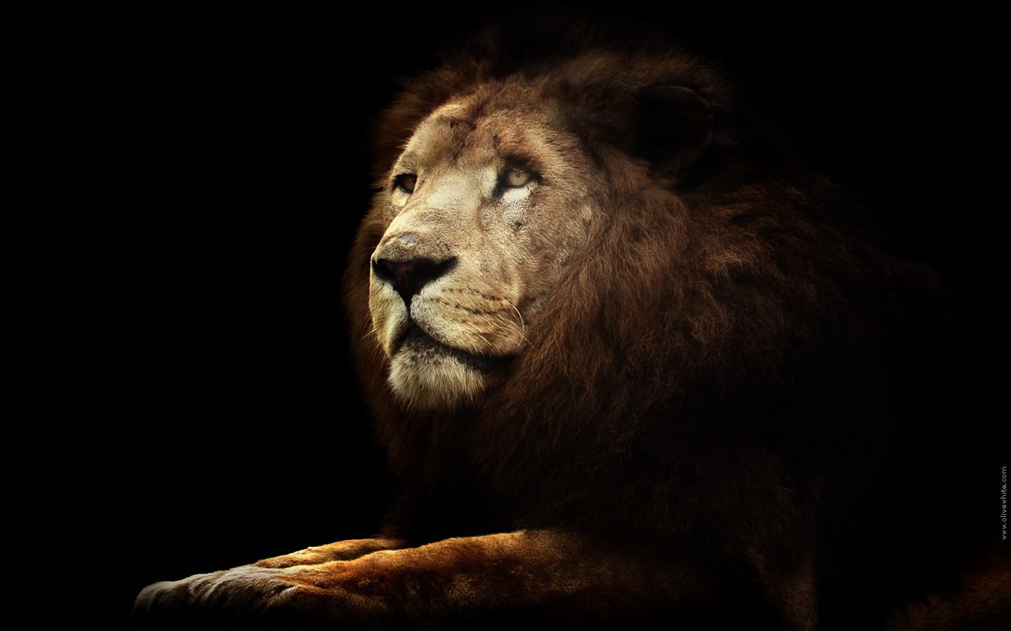 Lions Titan le Lion