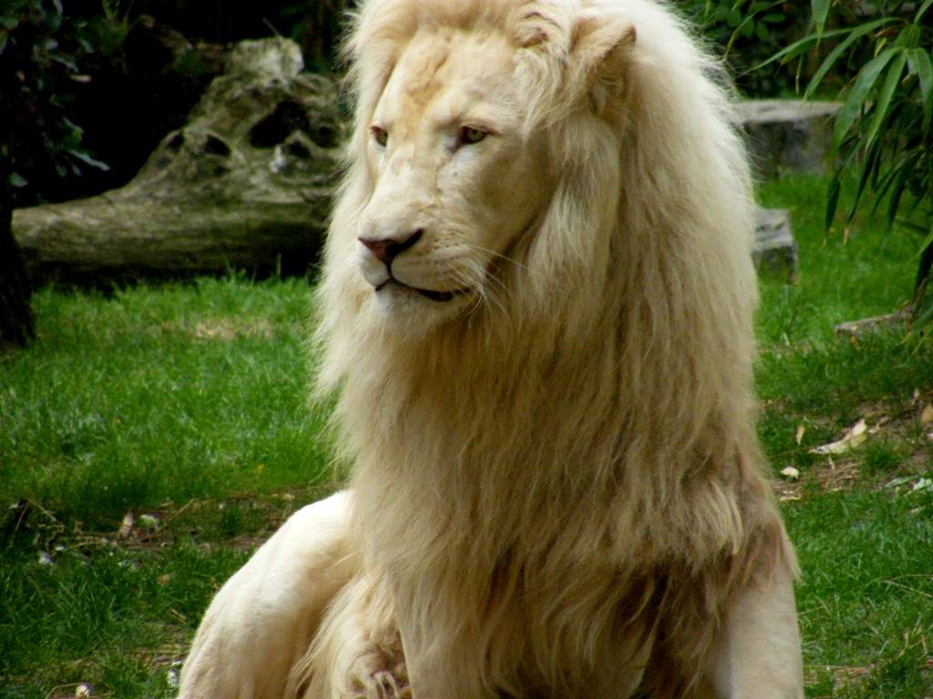 Lions Lion blanc