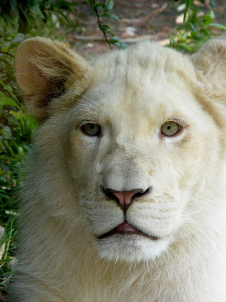 Lions Lionceau blanc