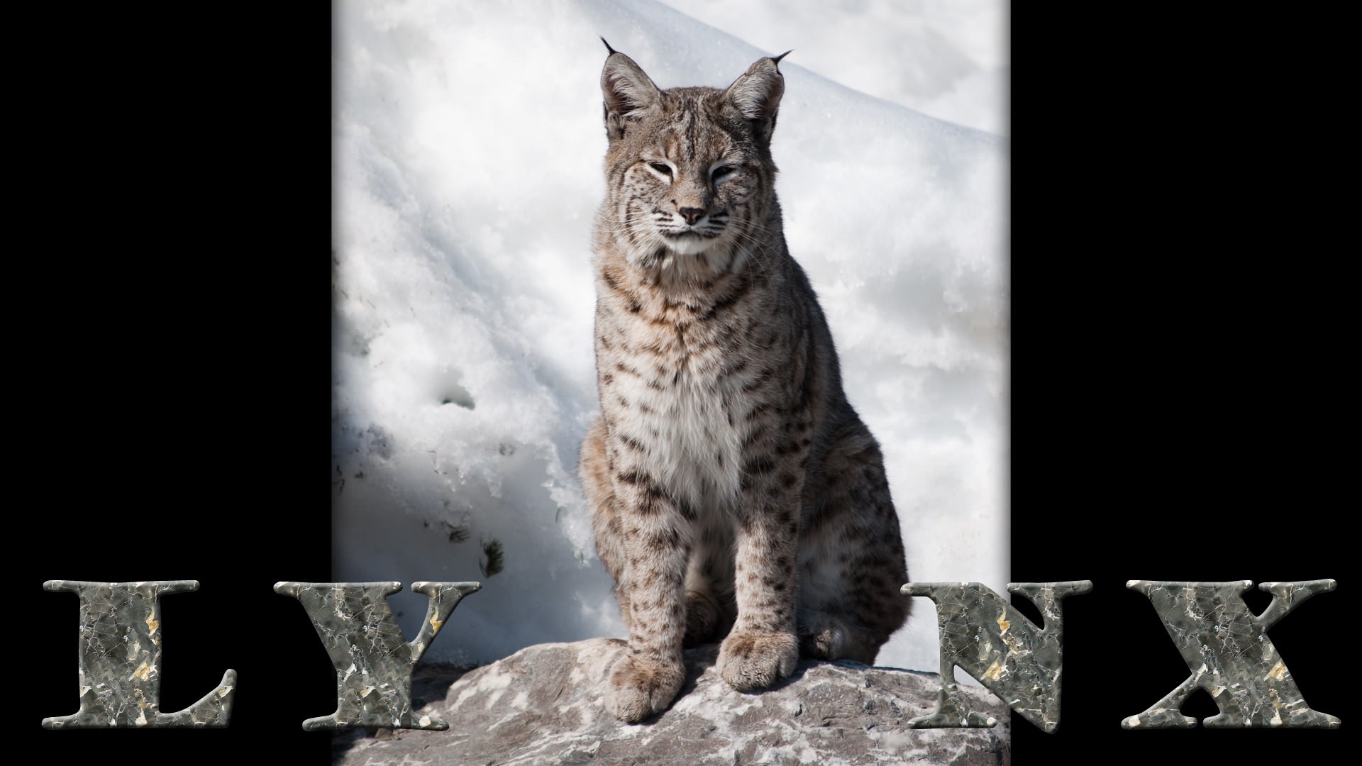 Lynxs lynx