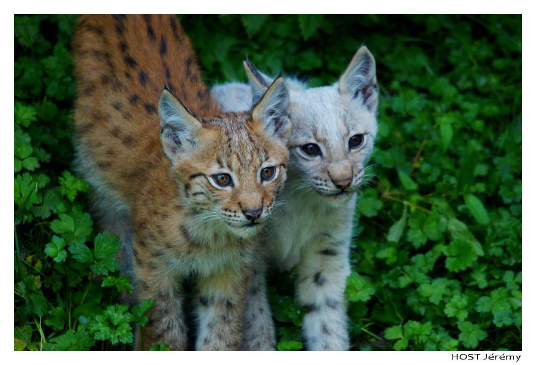 Lynxs Naissances à Gaia Park (Lynx)