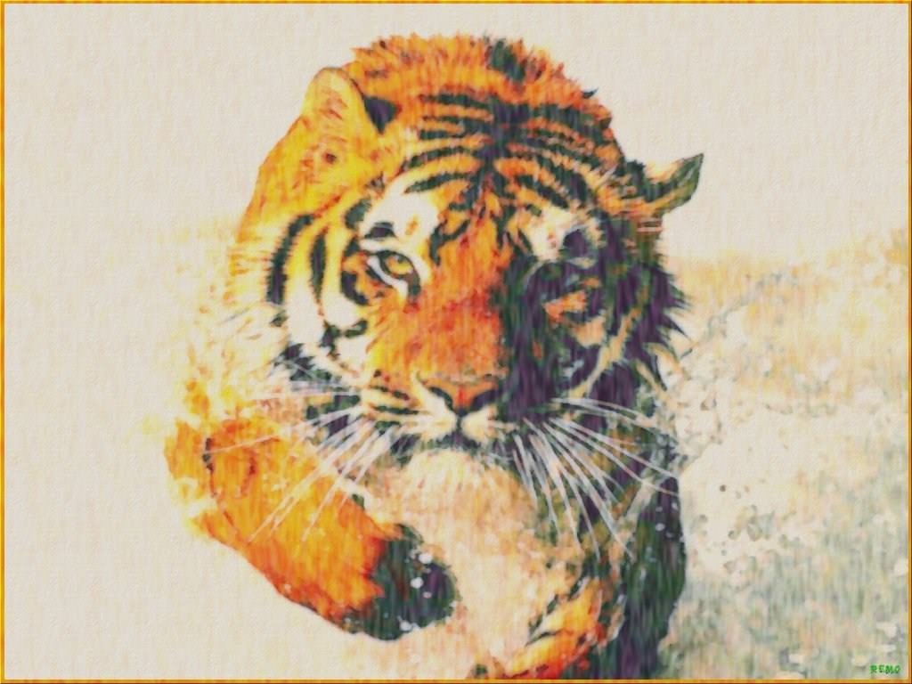 Tigres Wallpaper N°255541