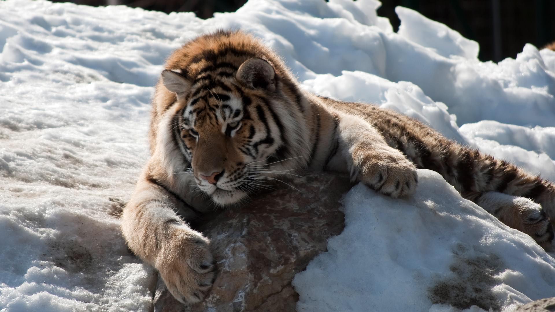 Tigres tigre repos