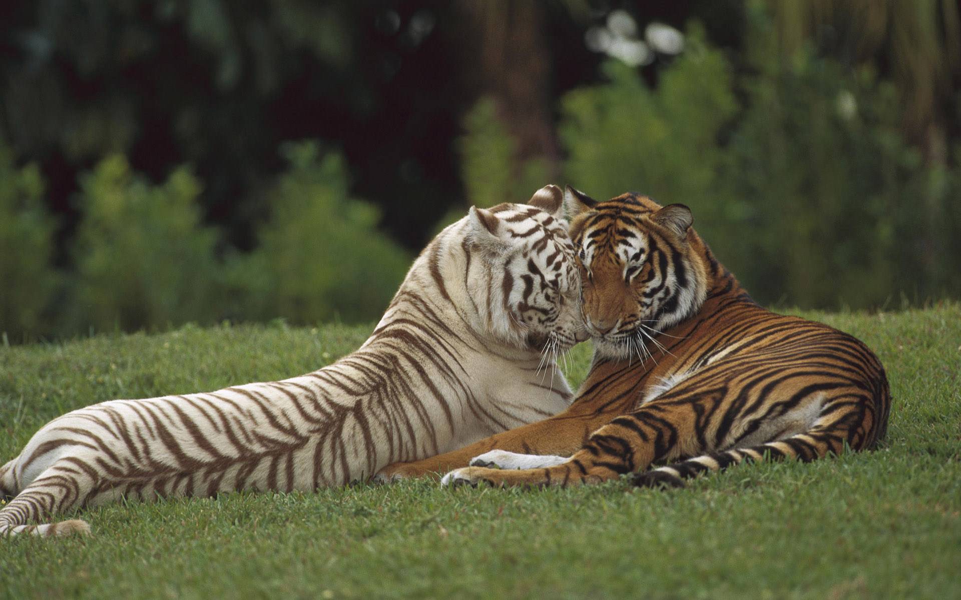 Tigres Tigre calin