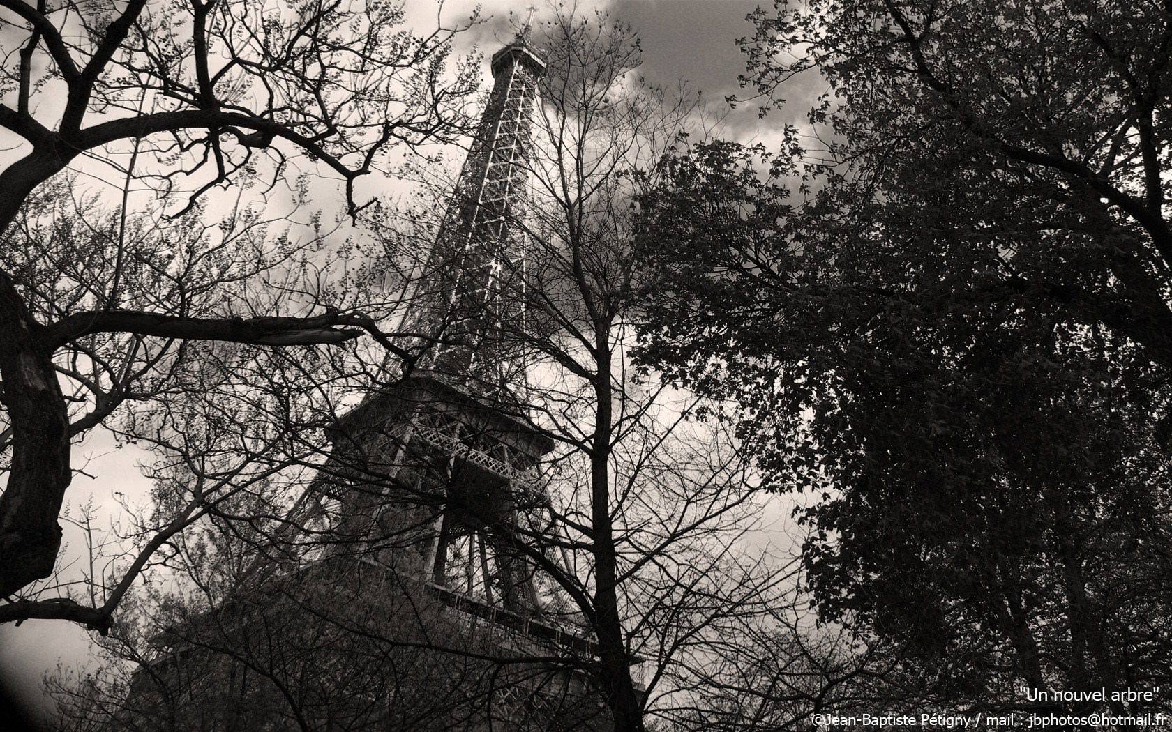 France Paris Un nouvel arbre