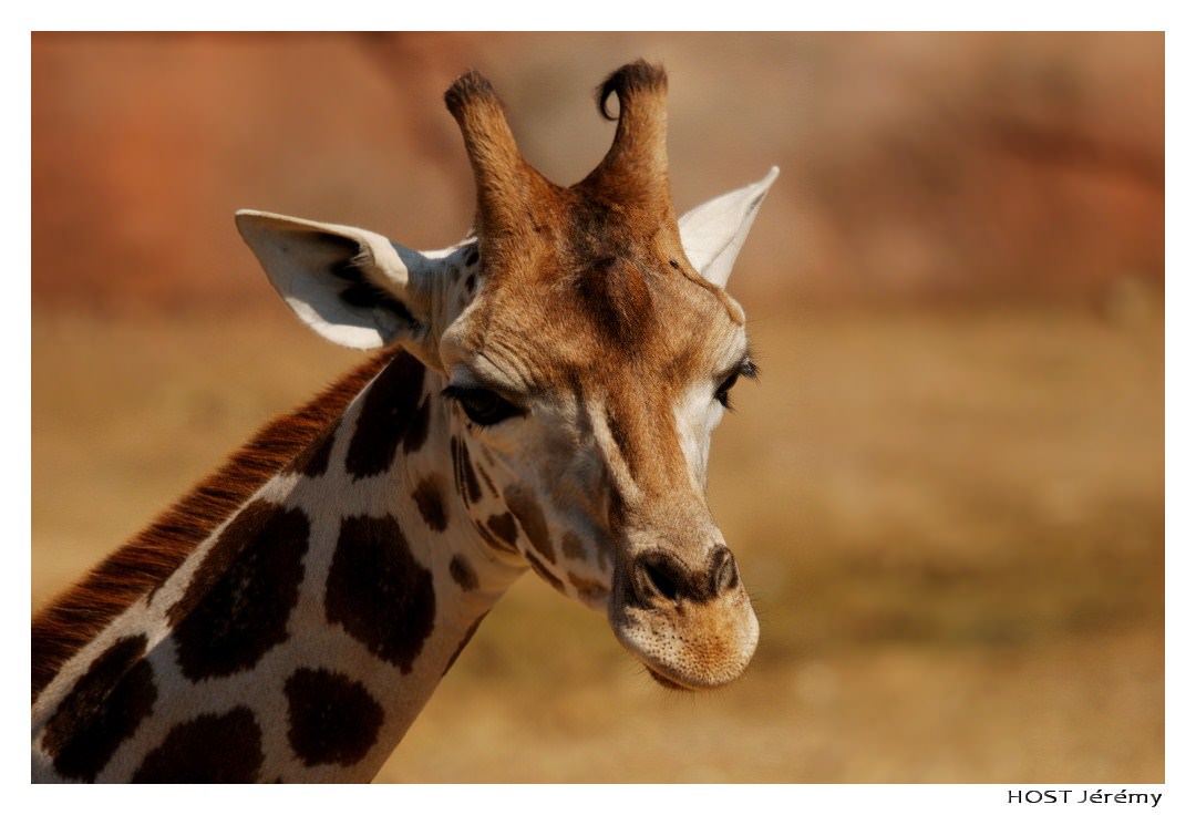 Girafes Portrait de Girafe . 1