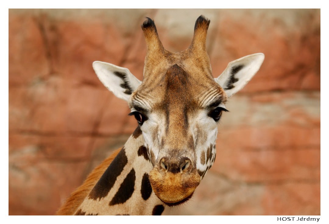 Girafes Portrait de Girafe . 3