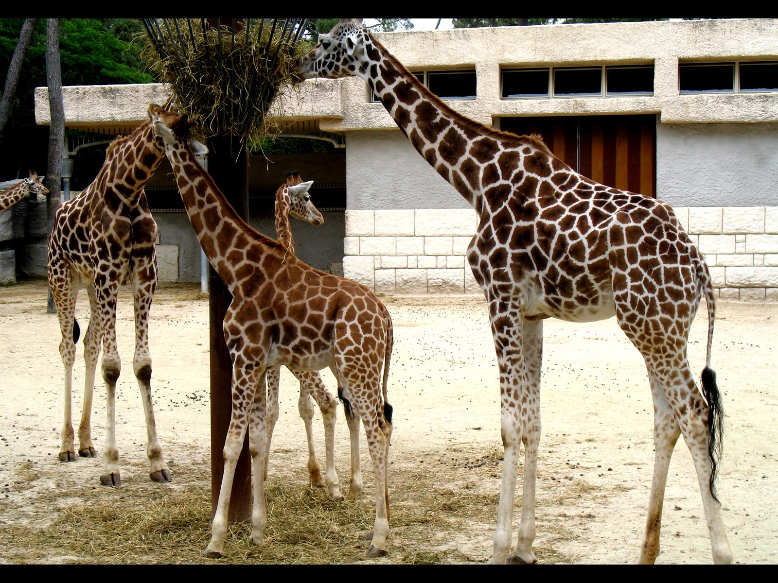 Girafes Girafes