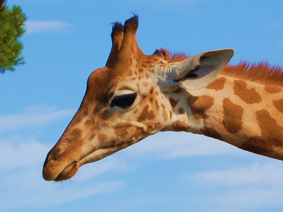 Girafes zoo la barben