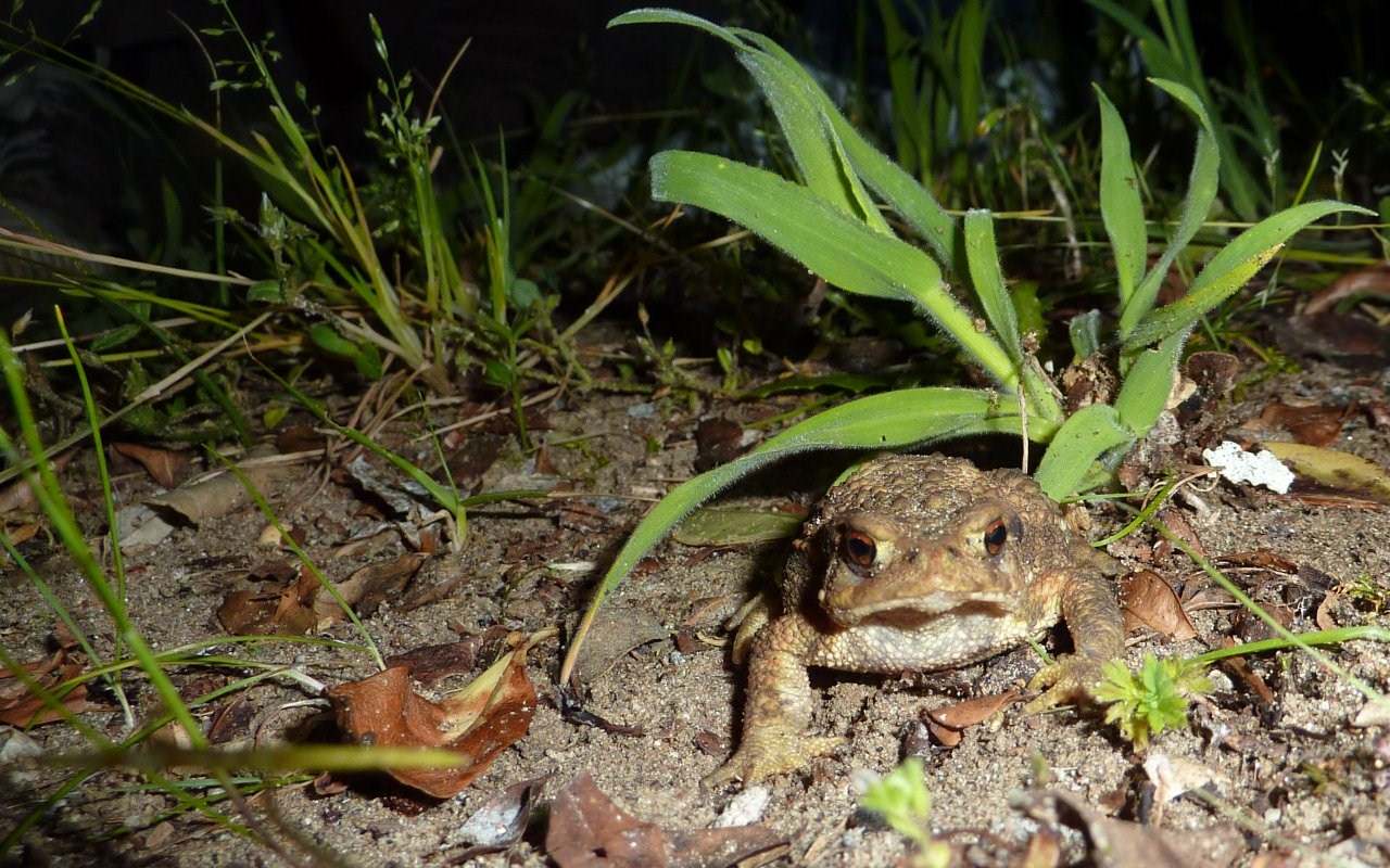 Grenouilles et Crapauds monstre?