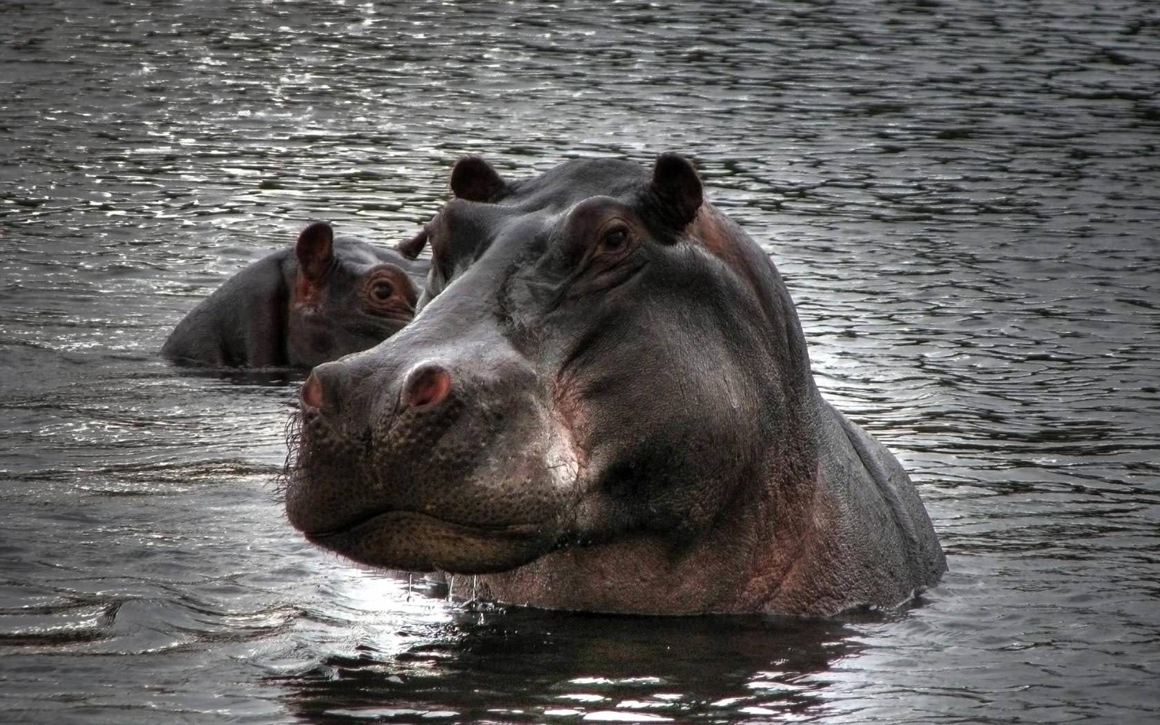 Hippopotames Hippopotames