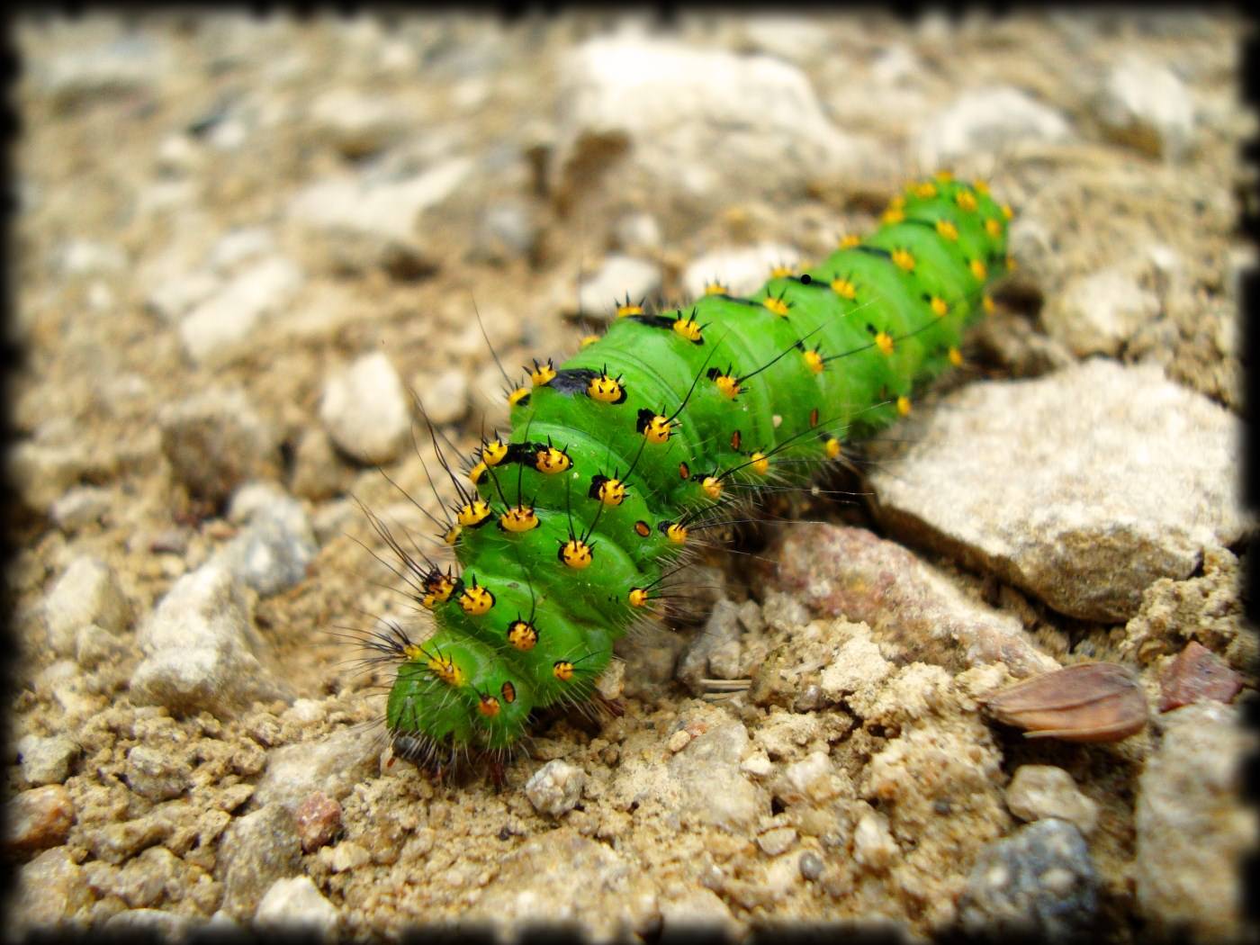 Chenilles Green Caterpillar with Yellow Dots
