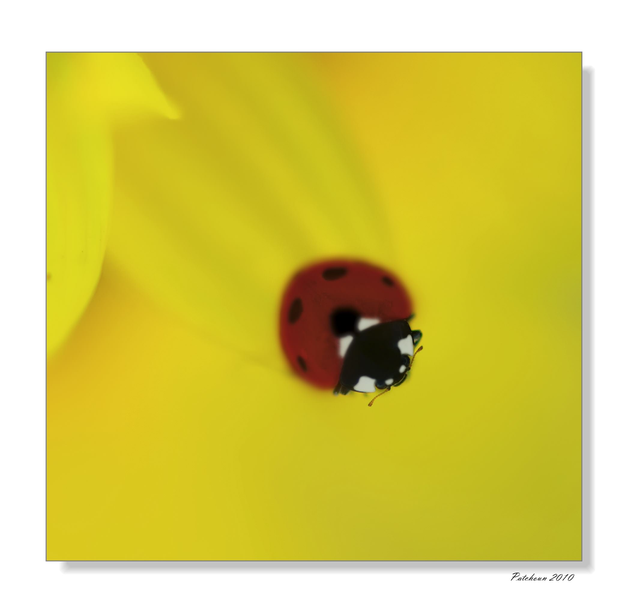 Coccinelles Ladybird