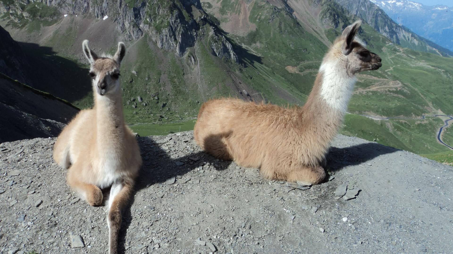 Lamas Lamas en Haut du Col du Tourmalet